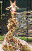 girafneck.jpg